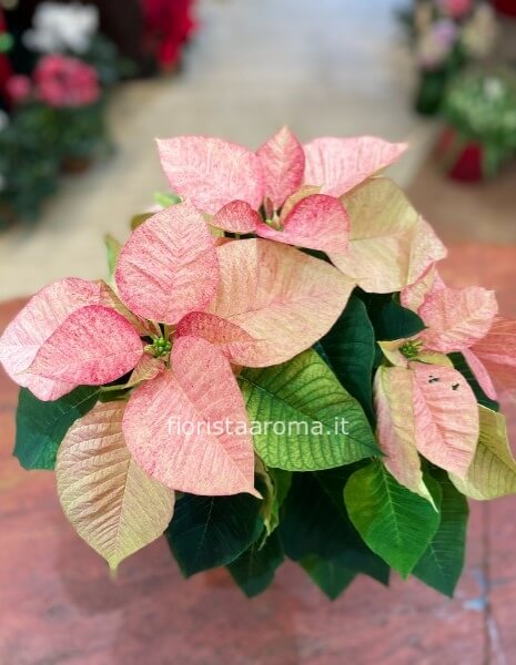 Stella di Natale rosa media