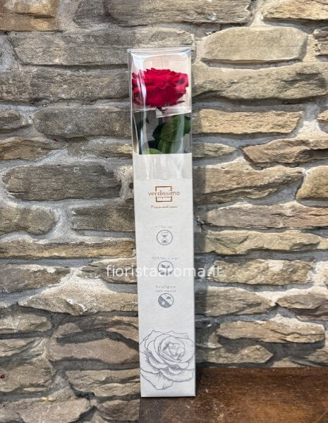 Rosa rossa intera stabilizzata