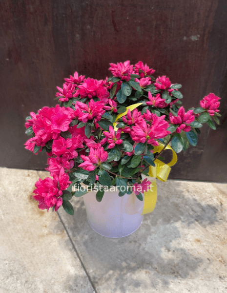 Azalea