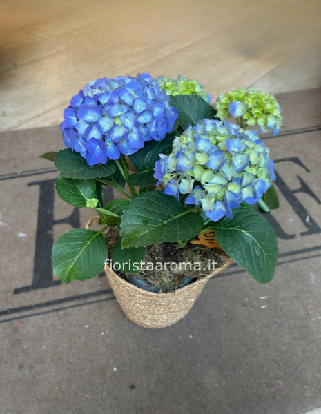 Pianta di ortensia piccola