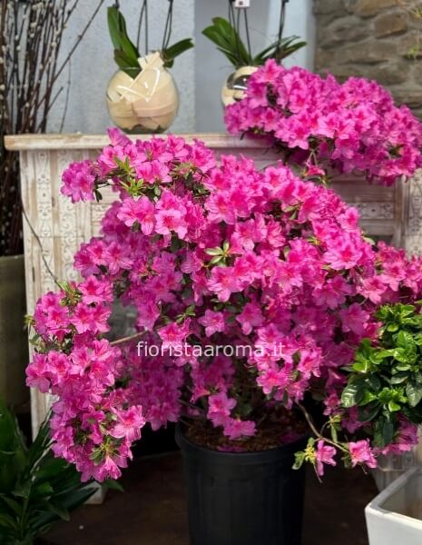 Azalea rustica