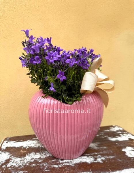pianta di campanula nel cuore
