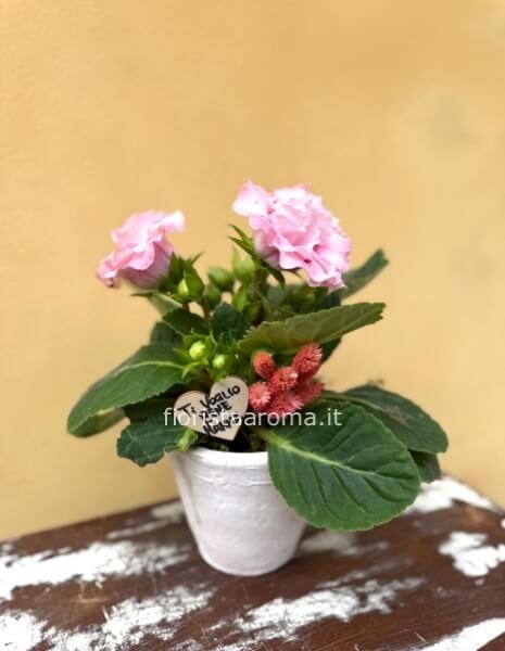 Gloxinia elegante